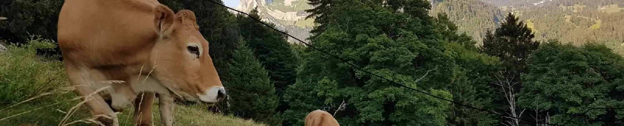 Manzo da pascolo bio di Silvestri